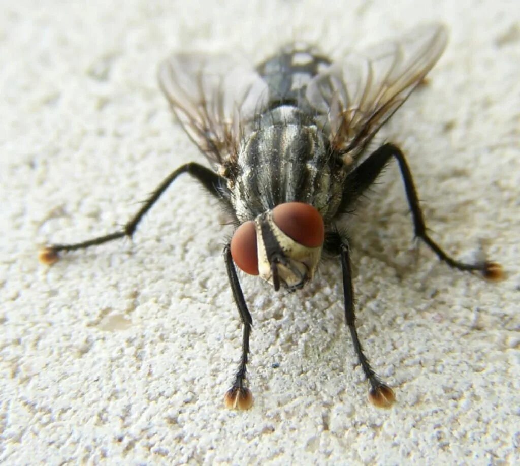 Musca domestica комнатная Муха. Домовая Муха (muscina stabulans). Муха обыкновенная. Муха краснохвостая. Вид муха домашняя