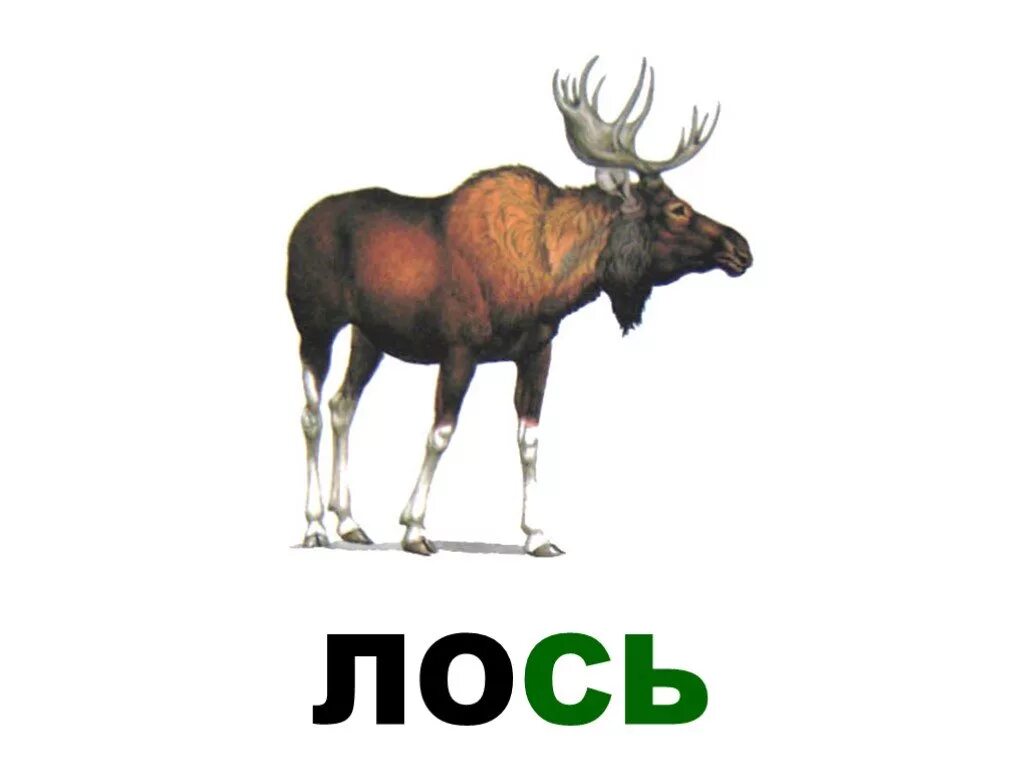 Текст лосиха и лосенок. Лось по слогам. Родственные слова к слову лось. Схема слова лосиха. Слово лосиха.