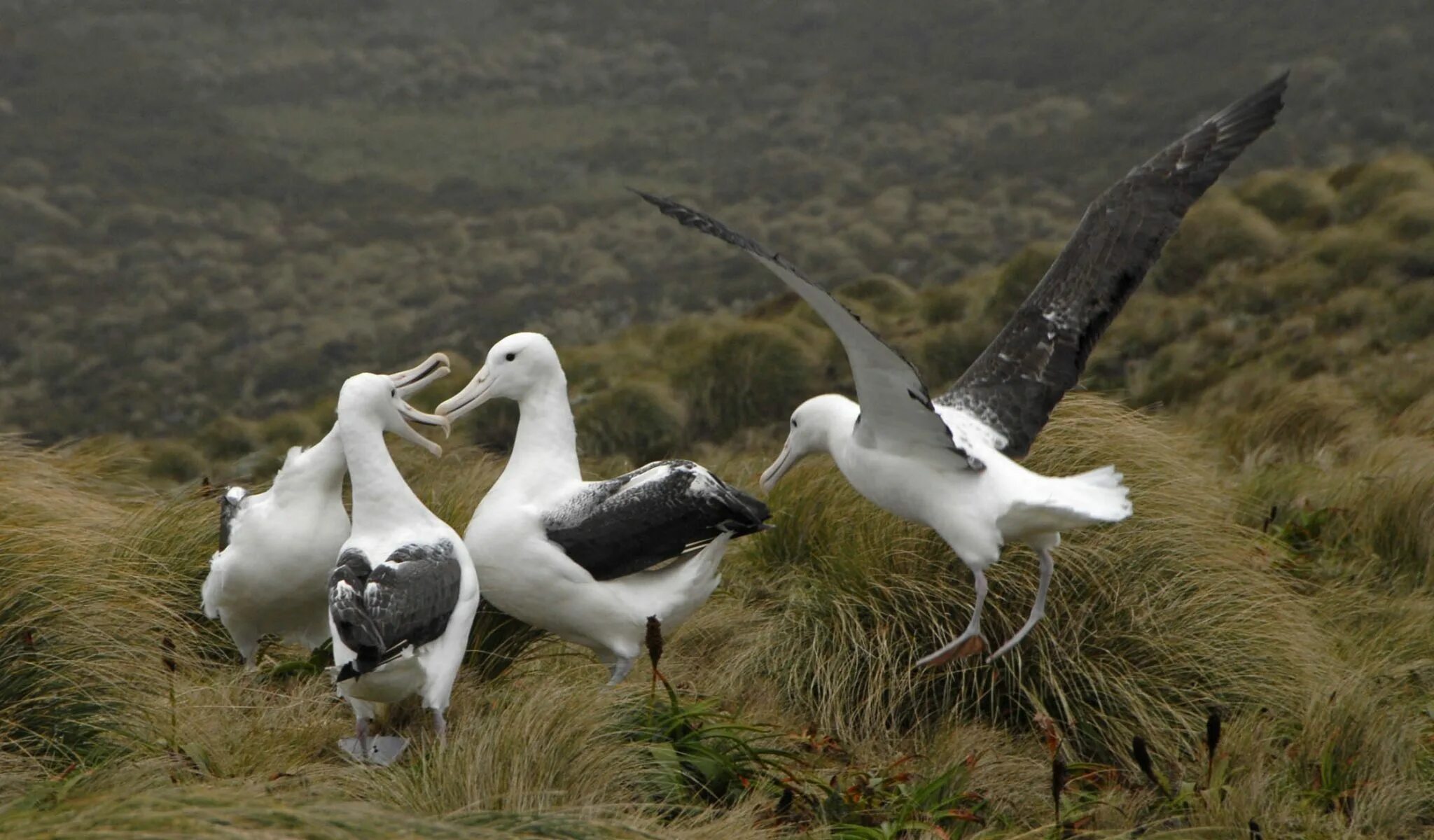 Где обитают альбатросы. Черноногий Альбатрос. Сероголовый Альбатрос. Южный Королевский Альбатрос. Остров Альбатрос.