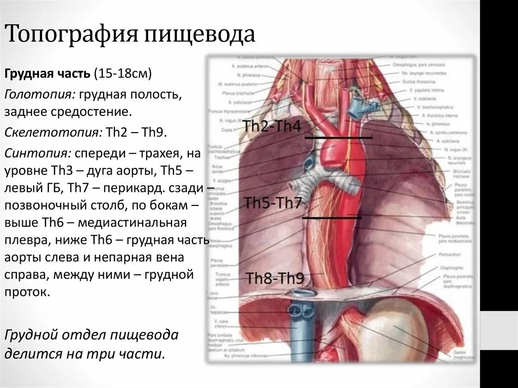 Пищевод расположен на уровне