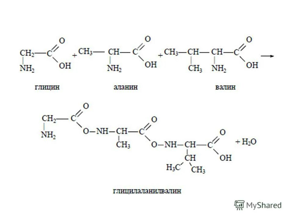 Ала мет. Трипептид глицин аланин Валин. Образование трипептид аланилвалиллейцин. Глицин аланин Валин лейцин. Схема образование трипептид аланилвалиллейцин.