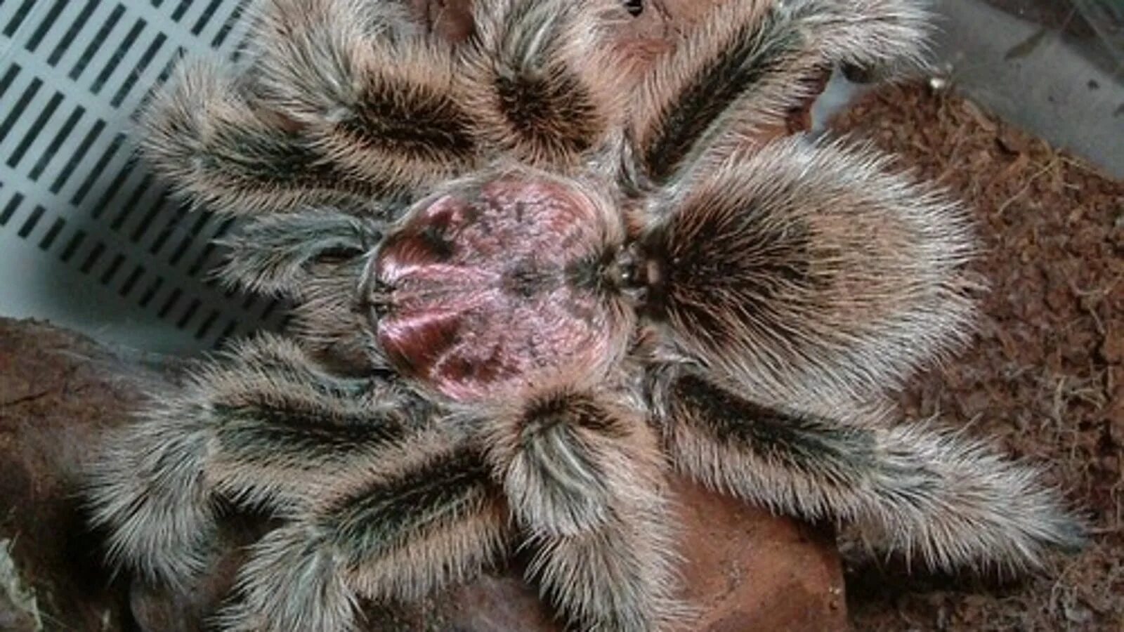 Австралийский птицеед. Сиамский паук птицеед. Grammostola aureostriata. Лысый птицеед. Паук птицеед в домашних условиях