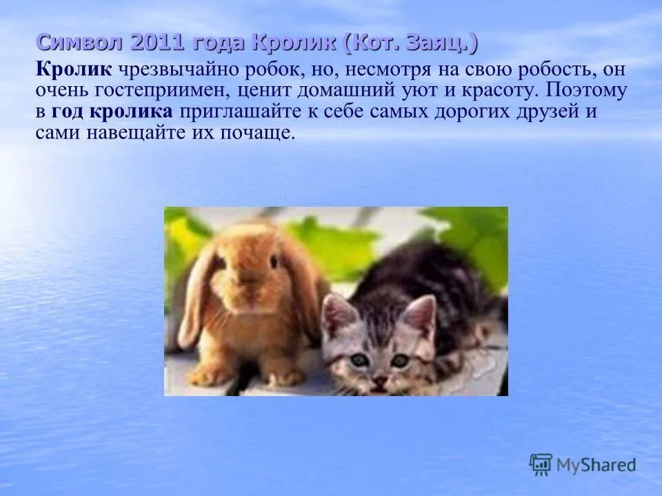 год кролика кота почему два