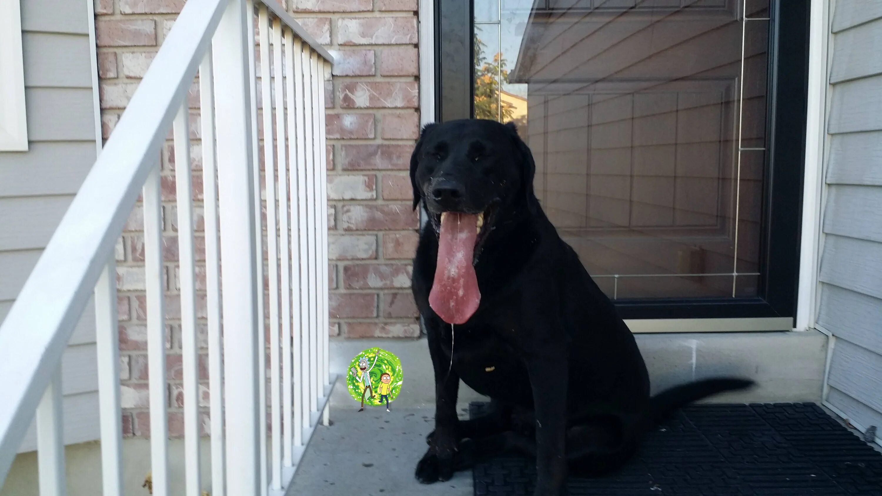 Ronda s dog is not long. Long tongue Dog.