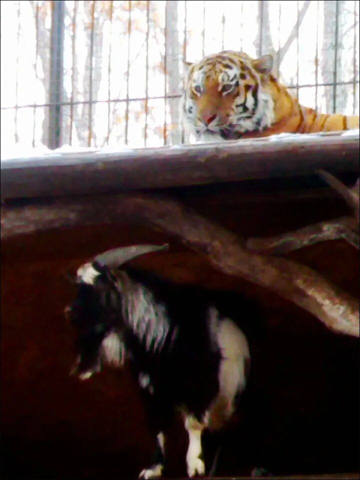 Козла тимура и тигра амура. Тигр живущий с козлом. Тигр живущий с козлом. Дружба тигра амура и козла тимура. Фото тигра амура и козла тимура.