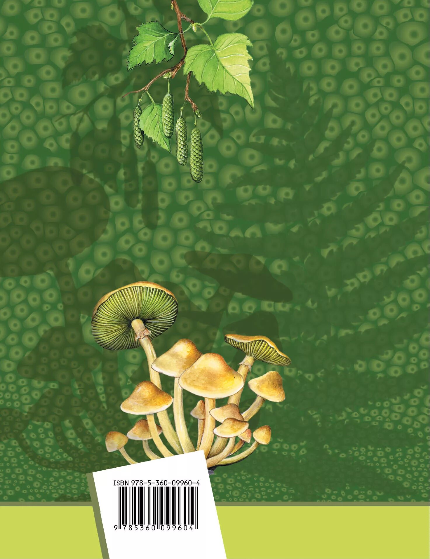 учебник. пасечник суматохин калинова биология 5-6. схема классификации плодов 6 класс биология. рисунки фотосинтеза у растений. биология.