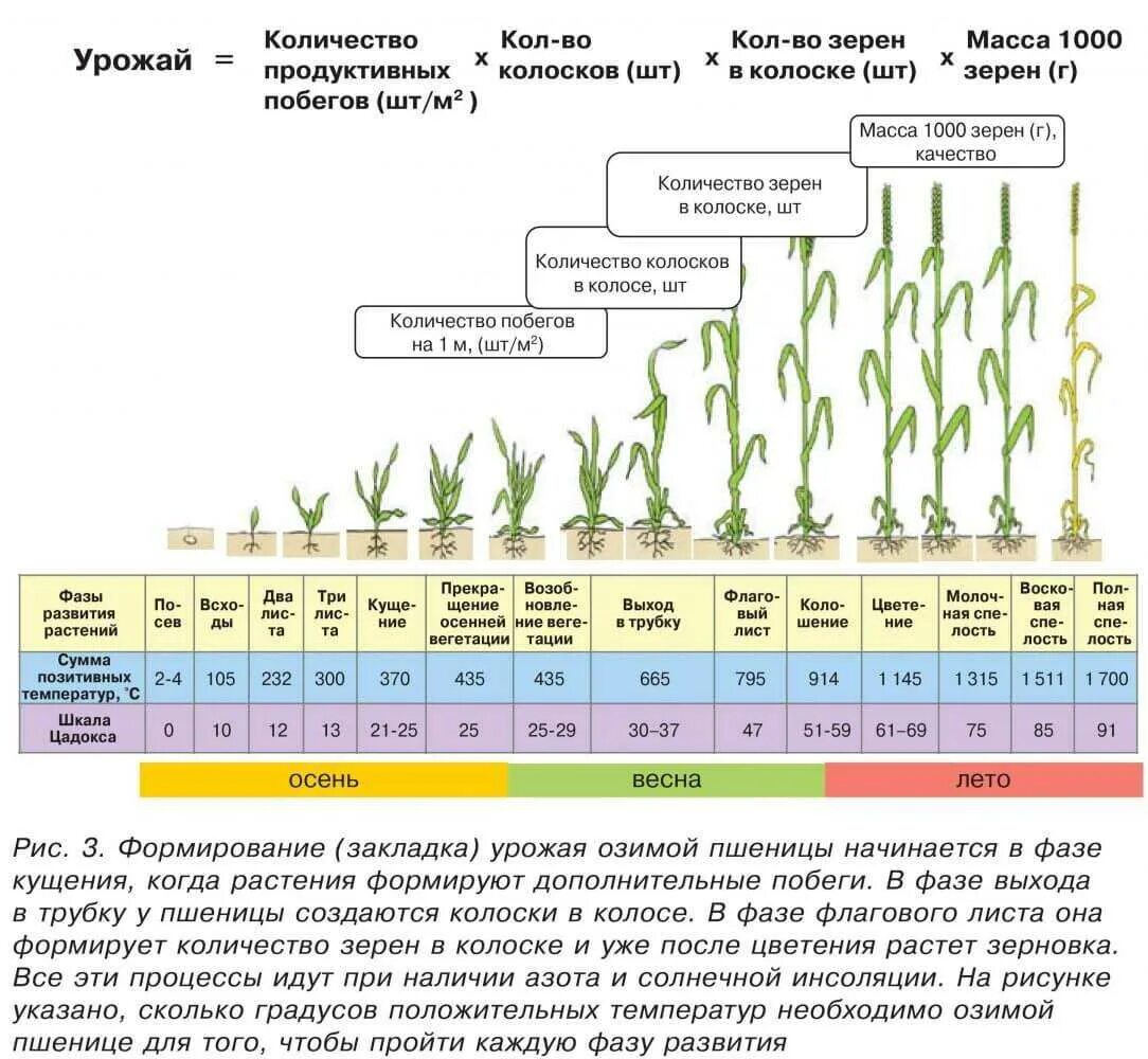 Сколько живут лен. Период вегетации озимой пшеницы. Этапы вегетации озимой пшеницы. Фазы вегетации озимой пшеницы. Фазы развития озимой пшеницы таблица.