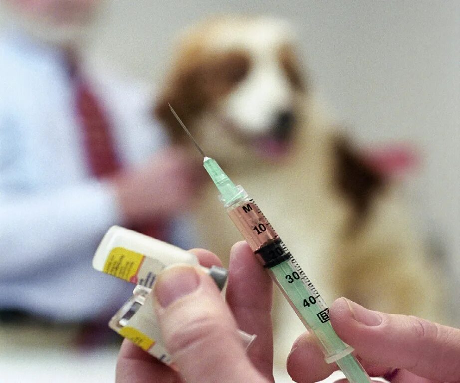 Вакцина для прививки собак. Уколы животным. Прививка собаке. Вакцнация оттбешенцства. Вакцинация животных от бешенства.
