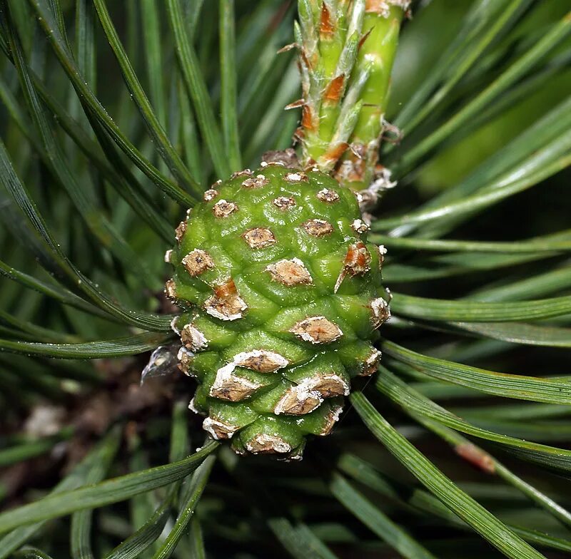 Женская шишка хвойных. Pinus Sylvestris шишки. Pinus Sylvestris шишка. Голосеменные сосна обыкновенная. Сосна Массона шишки.