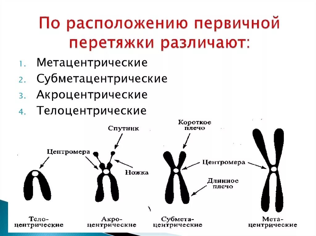 Дочерние хромосомы это. Метацентрические субметацентрические. акроцентрические хромосомы строение. строение метацентрической хромосомы. классификация хромосом по расположению центромеры.