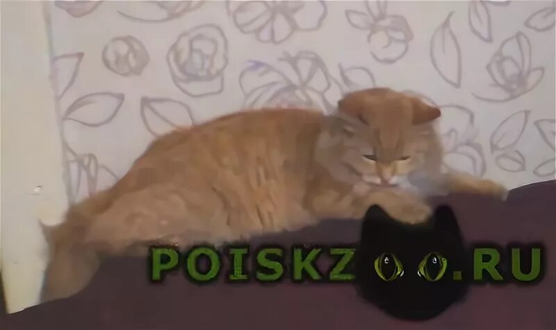 Авито новокузнецк котята рыжие. Ростовой рыжий кот. Рыжий кот в кирове. Истра рыжий кот 2018. Рыжий кот новокузнецк.