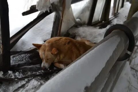 Приют бийск