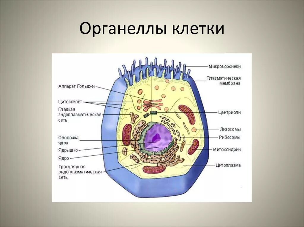 Образование органелл клетки. Органоиды животной клетки мембрана. 4. Строение органоида клетки. Органеллы это в биологии. Размер органоидов клетки