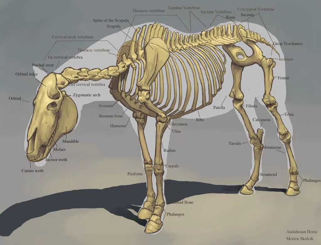 Animals Skeleton Bones Horse Anatomy 12 X 16 Inch Art Print Poster Hp2115 for sa
