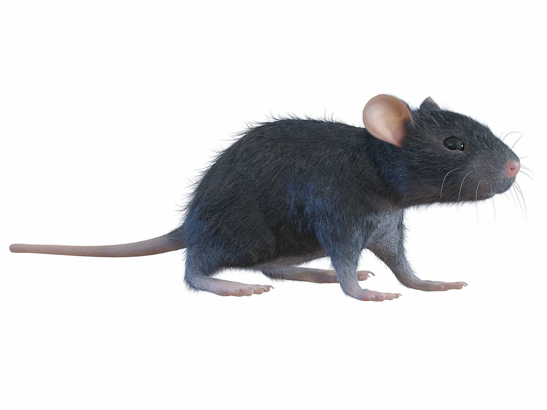 Крыса модель. Крыса 3д. Мышь фото животного. Текстура крысы.
