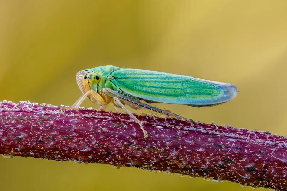 Муха цикада. Хлебная цикадка. Цикада растение. Цикада в цветке. Крымская муха цикада.