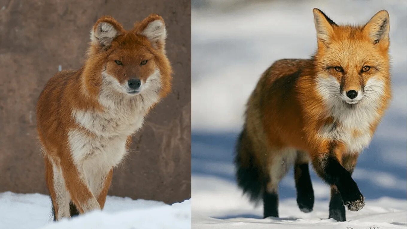 Гибрид собаки и лисы. Лиса лайк. Тест на знание пород лисиц. Dog that looks like a Fox. Fox look
