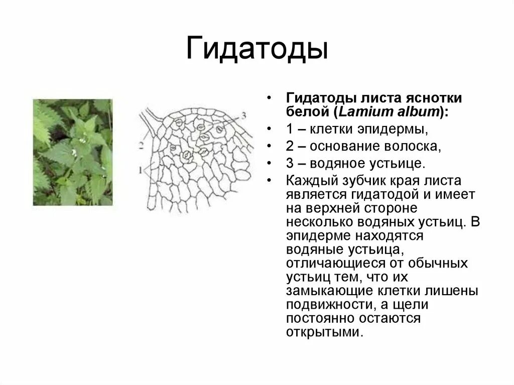 Гидатоды у растений. Гидатоды особенности строения. Гидатоды строение и функции. Гидатоды у растений функции.