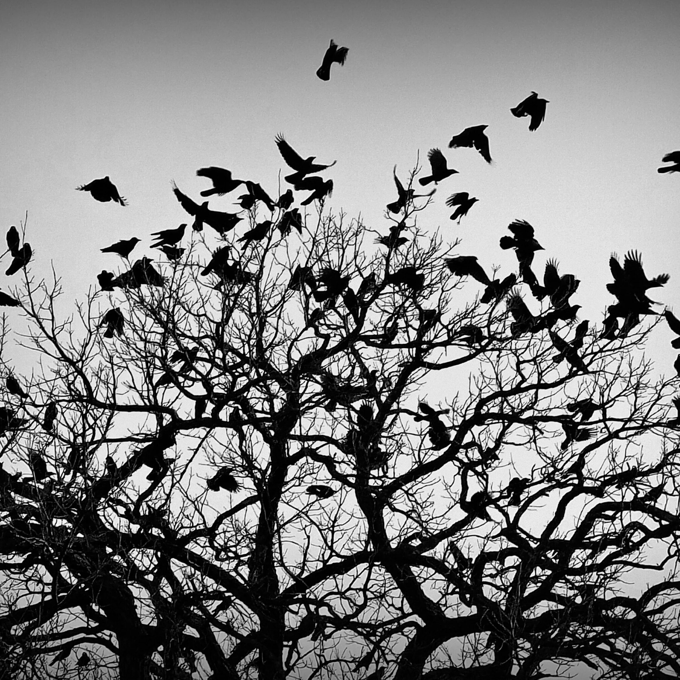 Дерево с улетающими птицами. Стая ворон. Вороны стая. Дерево с воронами. Вороны на дереве.