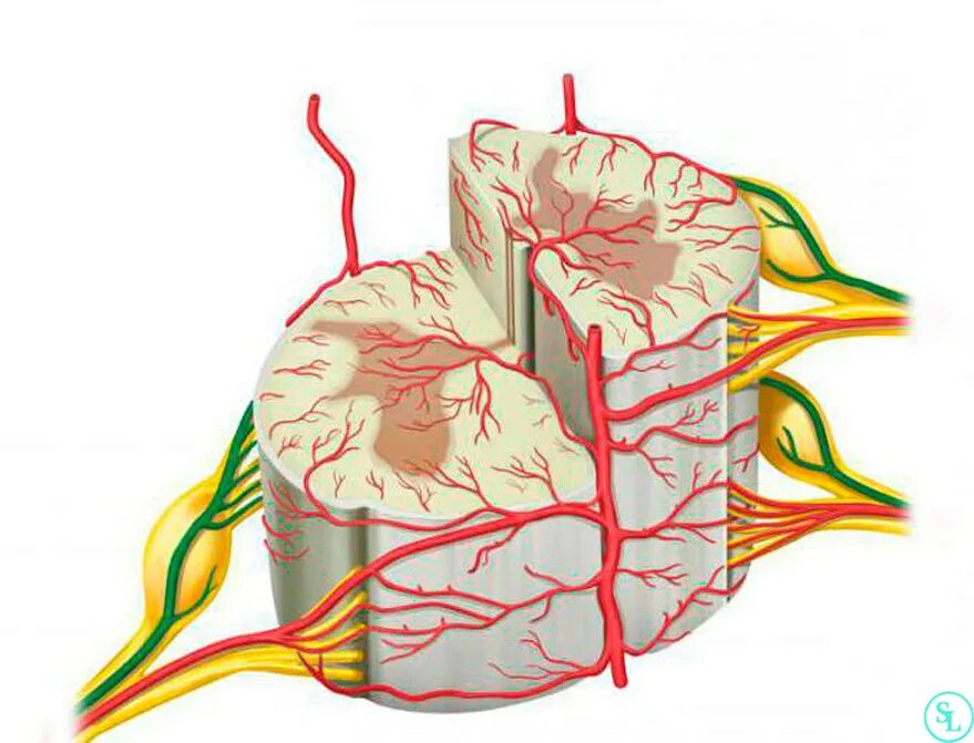 Кровоснабжение межпозвоночных дисков. Кровеносные сосуды спинного мозга. Артерии кровоснабжающие спинной мозг. Кровоснабжение спинного мозга. Кровоснабжение спинного мозга нарушения спинального кровообращения.