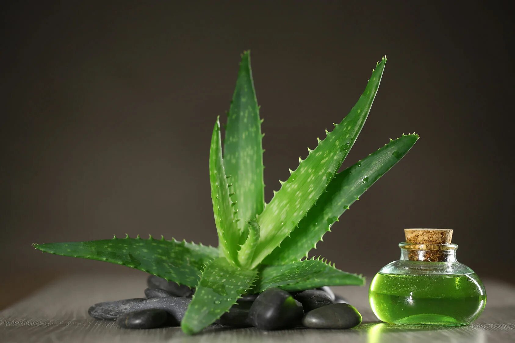 Aloe vera купить. Алоэ барбаденсис Миллер.