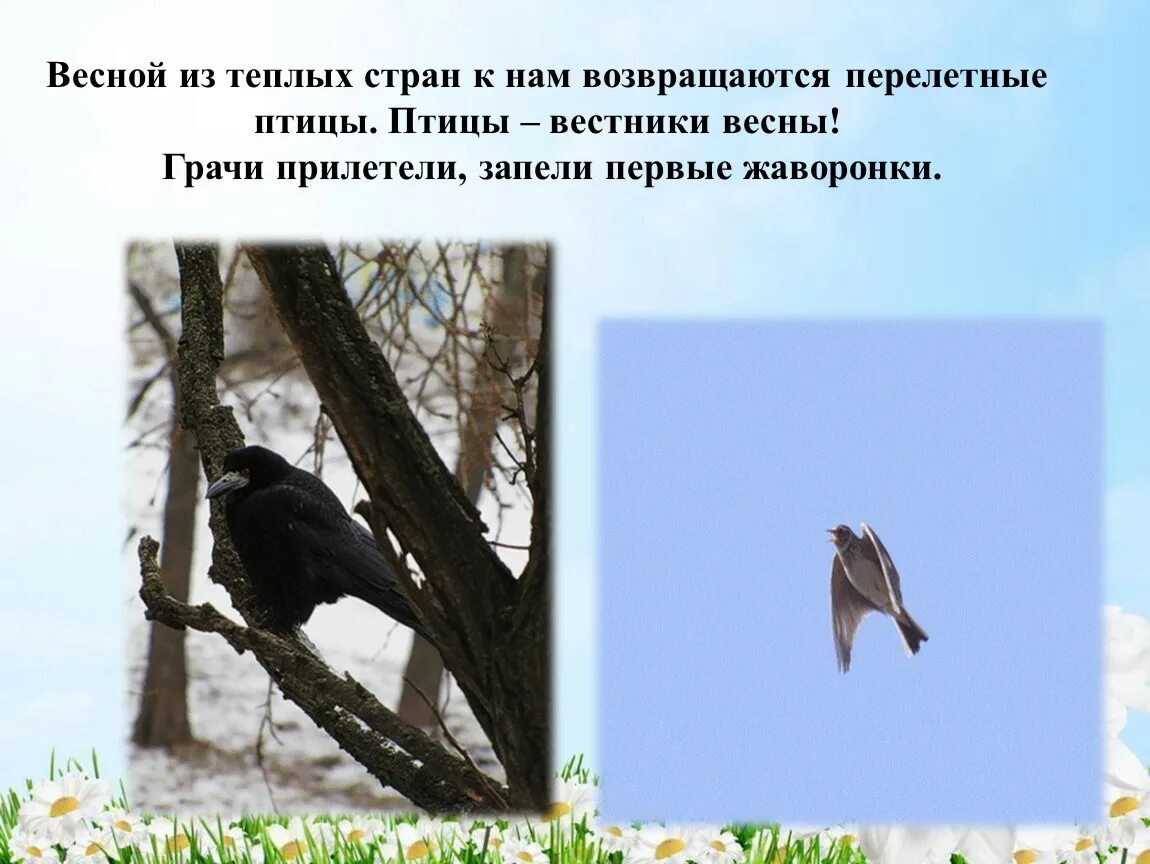 Весной возвращаются из теплых стран. Перелетные птицы весной. Птицы прилетают к нам весной. Птицы возвращаются весной.