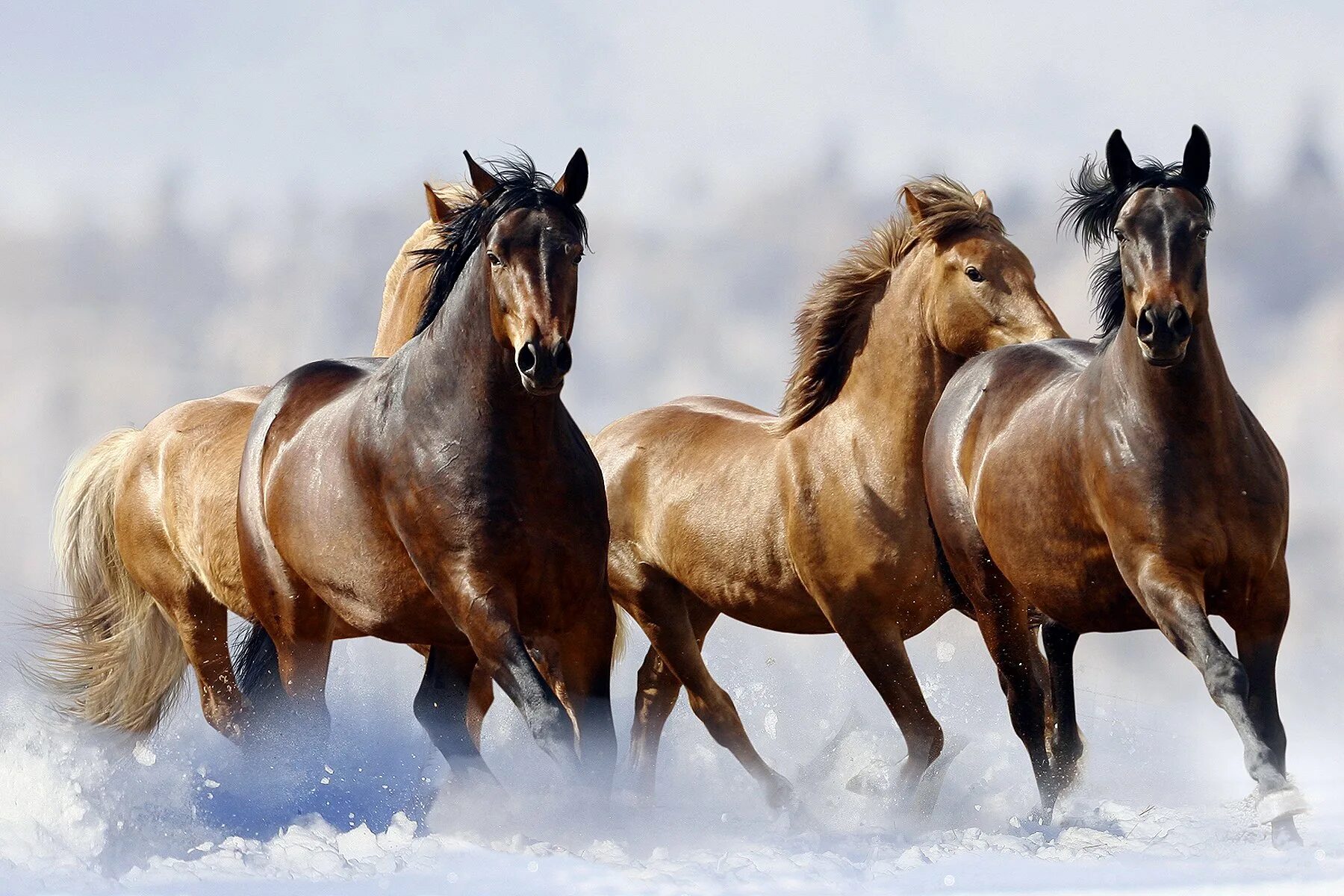 Картинки лошадей. Табун арабских скакунов. Стадо лошадей. Табун лошадей. Лошадь бежит.