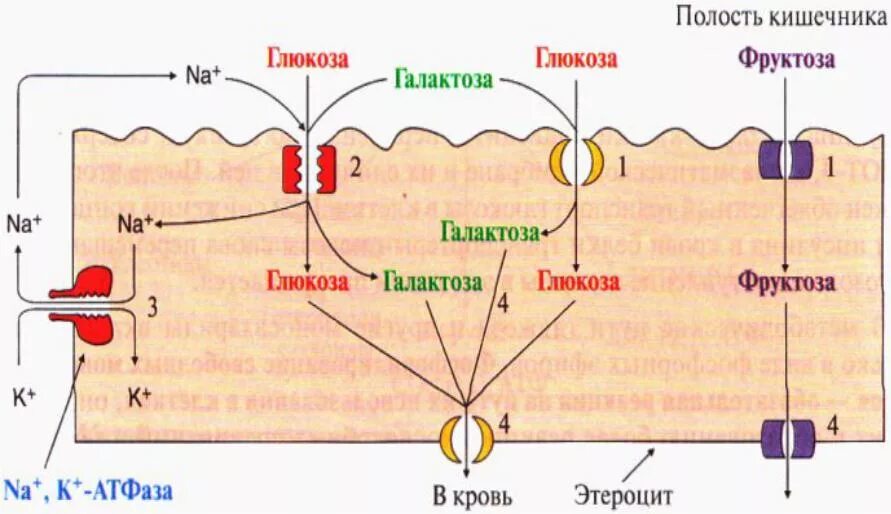 Всасывание Глюкозы в кишечнике. Механизм всасывания Глюкозы в кишечнике. Всасывание Глюкозы в тонком кишечнике. Механизмы всасывания моносахаридов в кишечнике.