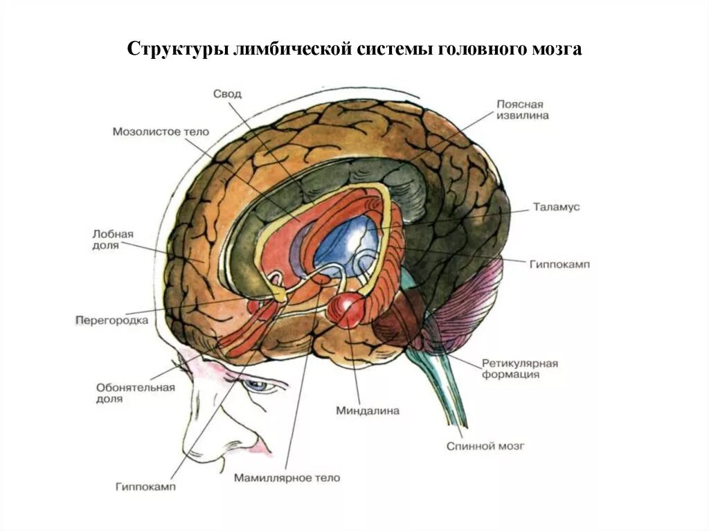 Лимбическая структура мозга. Структуры лимбической системы головного мозга. Строение мозга человека лимбическая система. Строение лимбической системы головного мозга схема. Лимбическая система головного мозга состав.