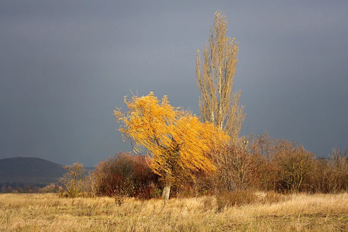 береза на ветру. березки раскачиваясь от сильного ветра. дерево от ветра. ветви березы. березки раскачиваясь от сильного ветра.