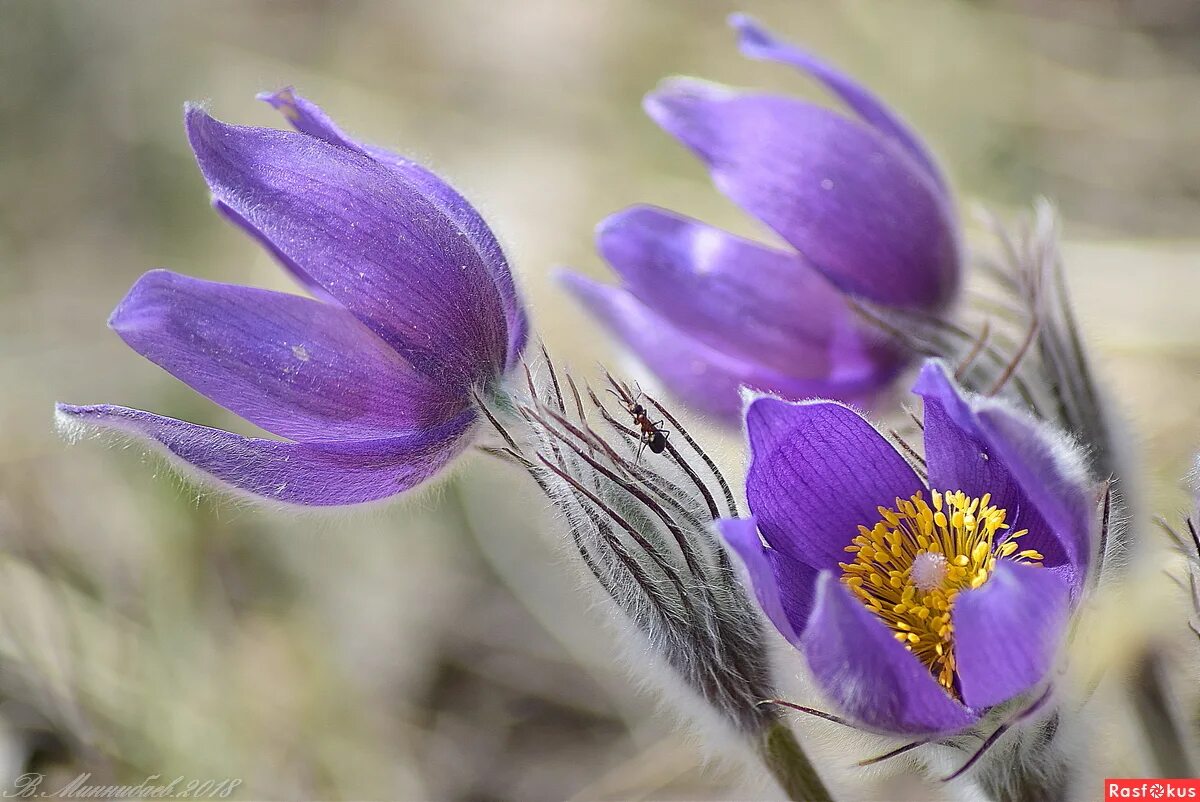 гжель роспись кувшин. кувшинчик расцветает. кувшин аннушка гжель. пролеска пролесковидная. кувшинчик расцветает.