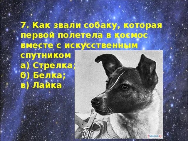 В каком году полетели собаки. Собаки которые полетели в космос. Как звали первых собак полетевших в космос. Первые собаки в космосе. Первая собака в космосе как звали.