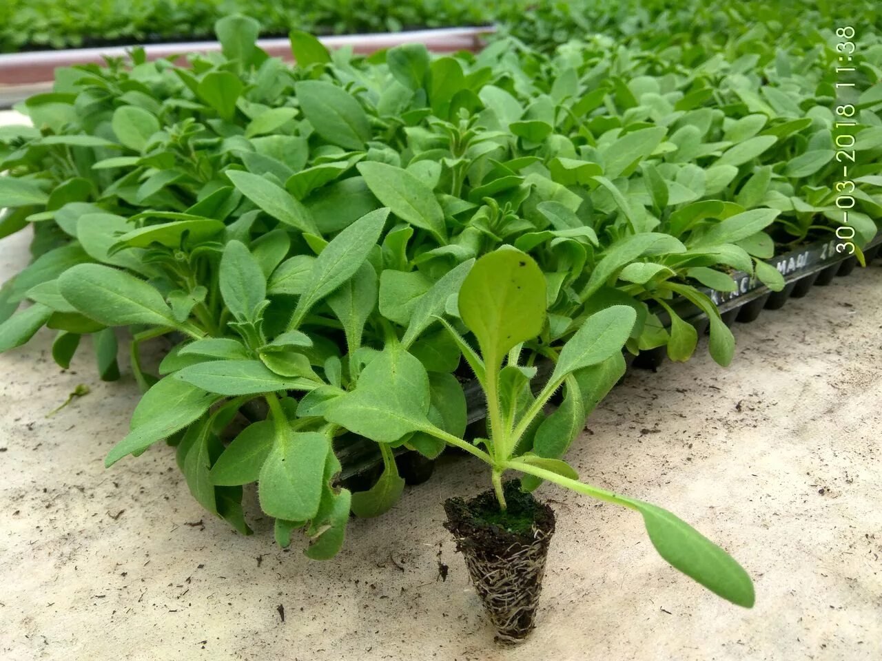 матиола двурогая рассада. левкой сеянцы. маттиола всходы рассада. левкое рассада.