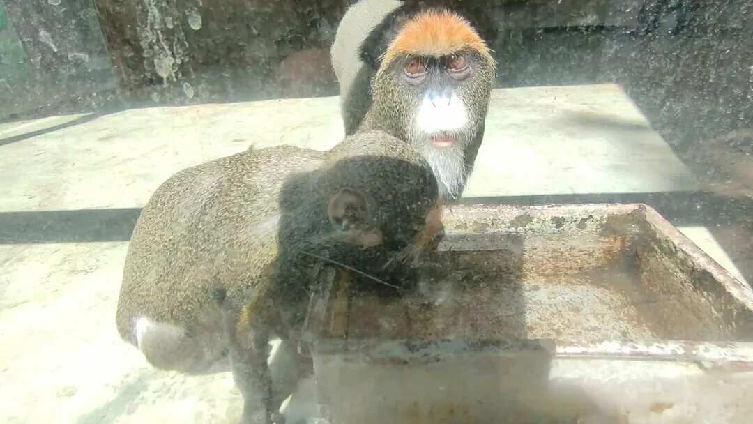 Обезьяна показывает ок. Забавный шимпанзе ошибка. Забавный шимпанзе ошибка. Шимпанзе с телефоном. Шимпанзе с телефоном.