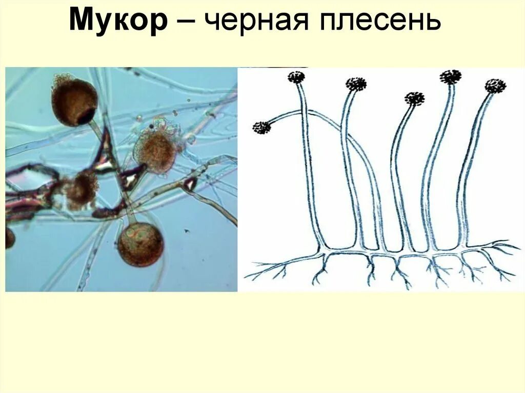 Гриб мукор биология. Плесневые грибы Mucor. Гриб мукор грибница. Плесень мукор царство. Плесневый гриб мукор.