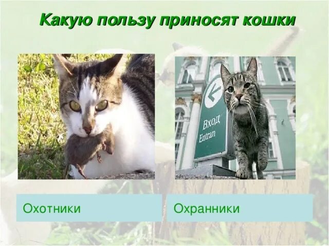 Какую пользу приносит обществу. Какую пользу приносят кошки. какую пользу приносят коты людям. кошки охотники презентация. какую пользу приносят серые кошки.