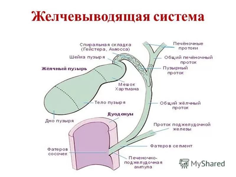 Внепеченочные желчные пути. Желчные протоки схема. Строение желчных путей анатомия. Схема желчевыводящих путей анатомия. Система желчных протоков анатомия.