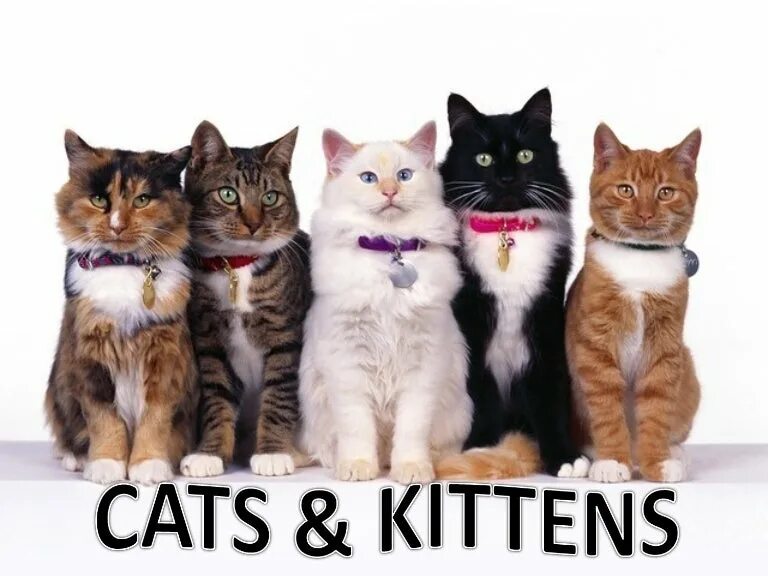День кошки в России картинки открытки вертикально. Мямя мя мямя мяу. День кошек Абакан.
