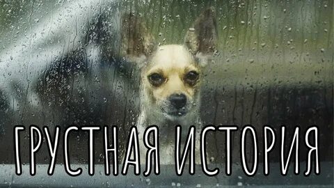 Собака стоит под дождем