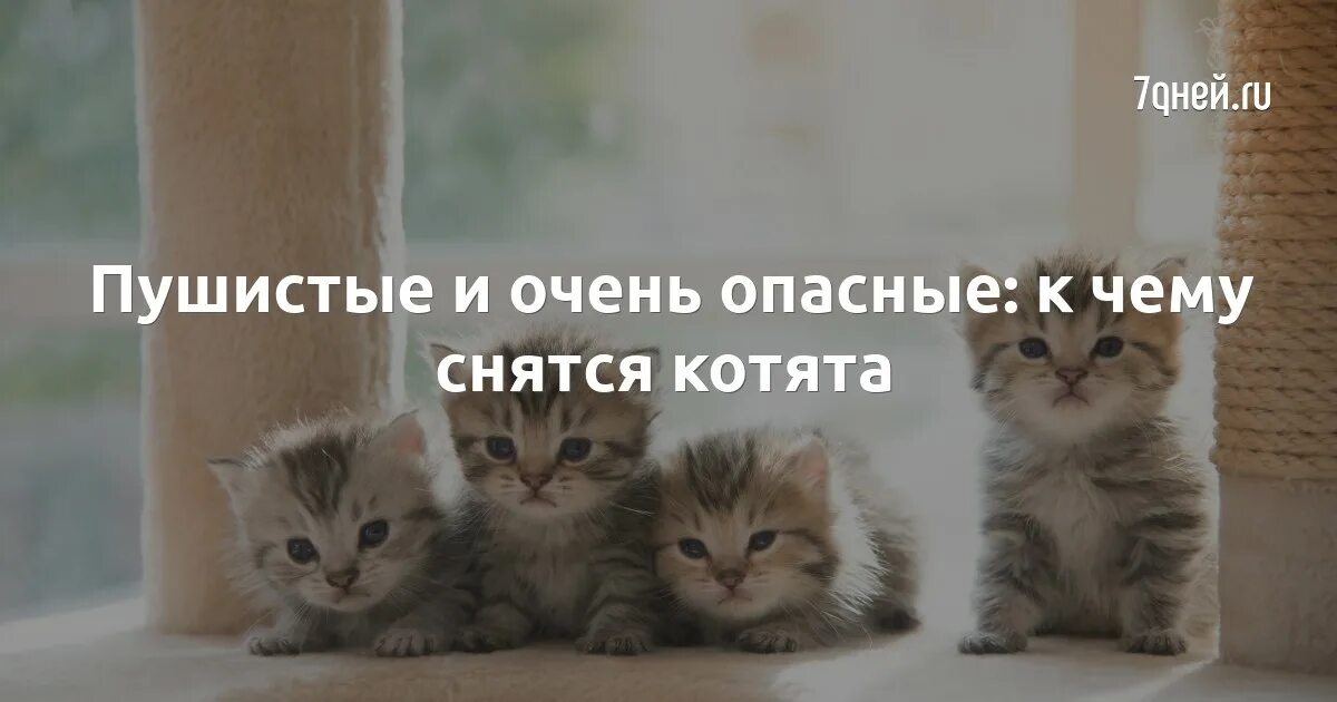 Котята 7 дней. К чему снится котята маленькие много. К чему снятся котята маленькие женщине. Видеть во сне котят маленьких. Что означает во видеть котенок