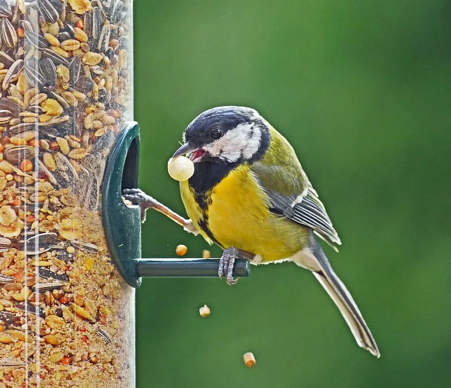 Корм для щеглов рио. Корм рио для лесных певчих птиц. Птица клюет. Овсянка корм для птиц. Rio корм для экзотических птиц 500г.