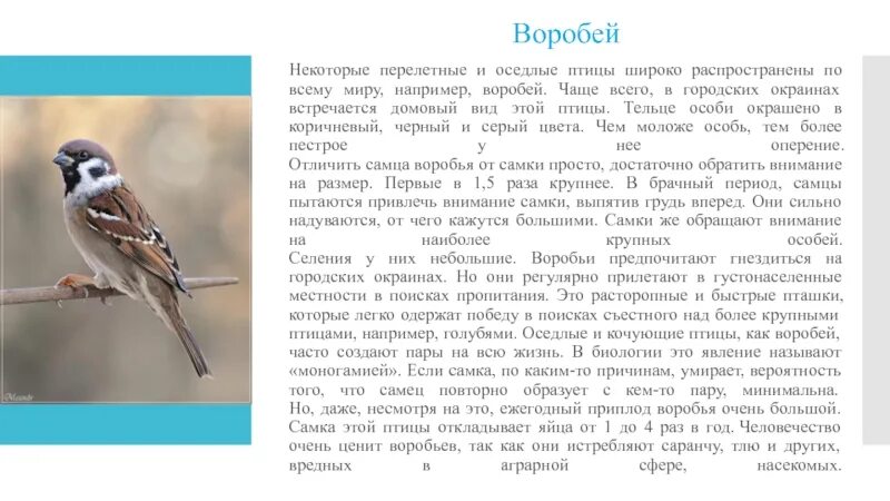 Жизнь мигрирующих и оседлых птиц. Воробьи и их виды. Воробьи виды фото и названия. Воробей Перелетная или оседлая. Виды воробьёв.