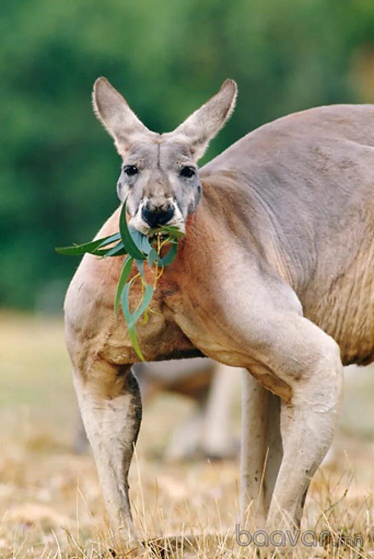 Самый накаченный кенгуру Роджер. Мускулистый кенгуру. Кенгуру Роджер из Австралии. Африканский кенгуру. Признаки сильного самца