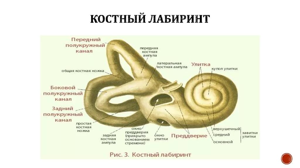 Костный Лабиринт полукружные каналы ножки. Лабиринт и полукружные каналы. Костный Лабиринт. Функции улитки и полукружных каналов. Улитка выполняет функцию