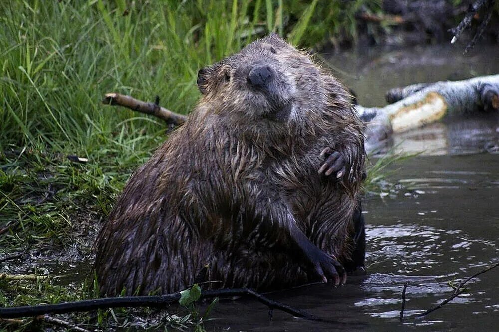 Канал бобрихи. Бобры на реке. Бобриха. Канадский бобр (castor canadensis). Канал бобрихи.