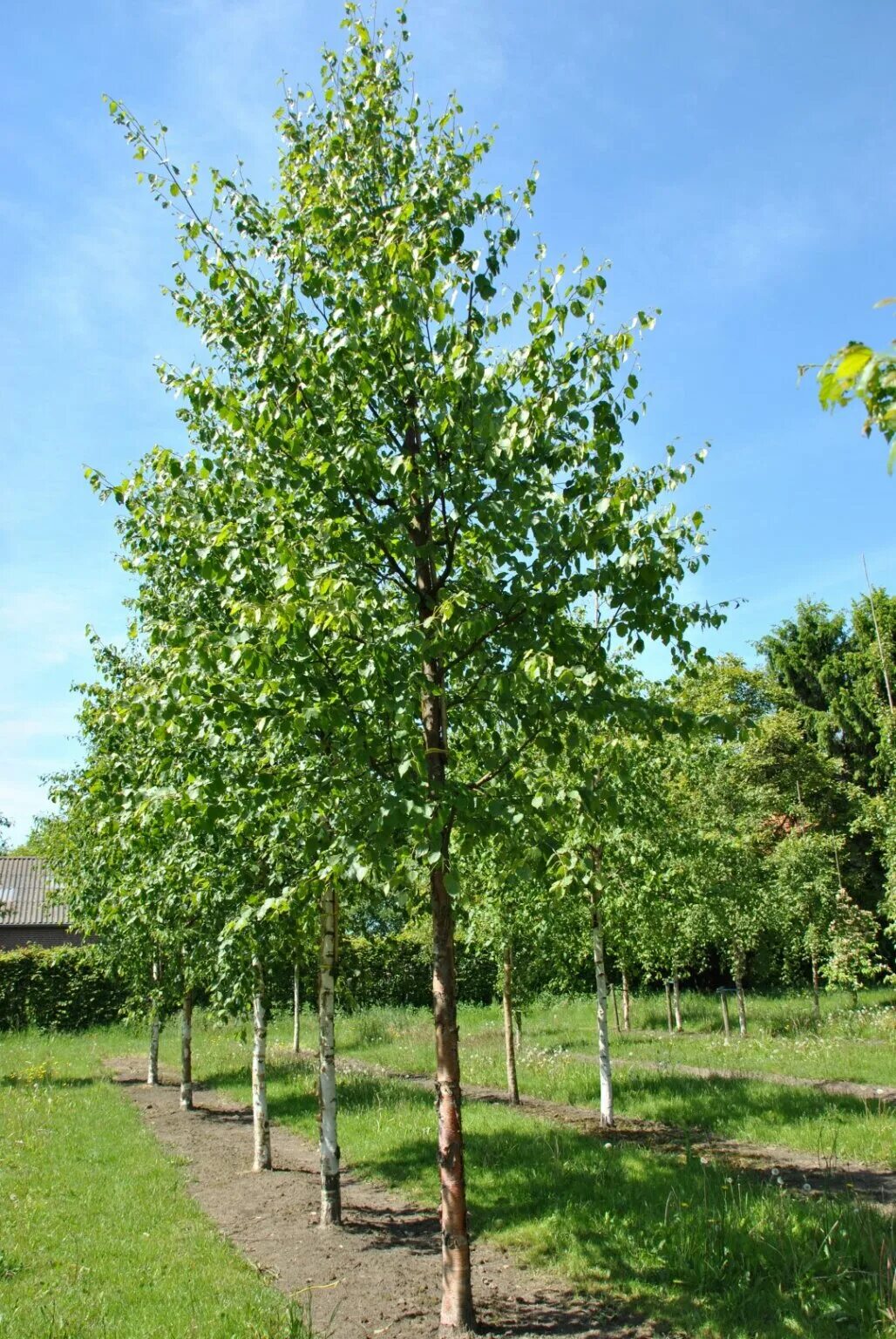 Саженцы лиственных деревьев. Береза бумажная Betula papyrifera. Betula populifolia. Берёза повислая. Береза повислая многоствольная.