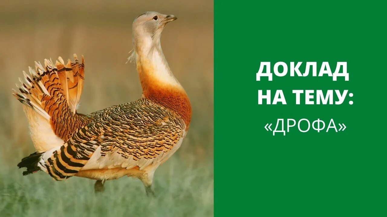 Дрофа. Дрофа где обитает природная зона. Дрофа птица где обитает природная. Небольшое сообщение о Дрофе. В какой зоне живет дрофа