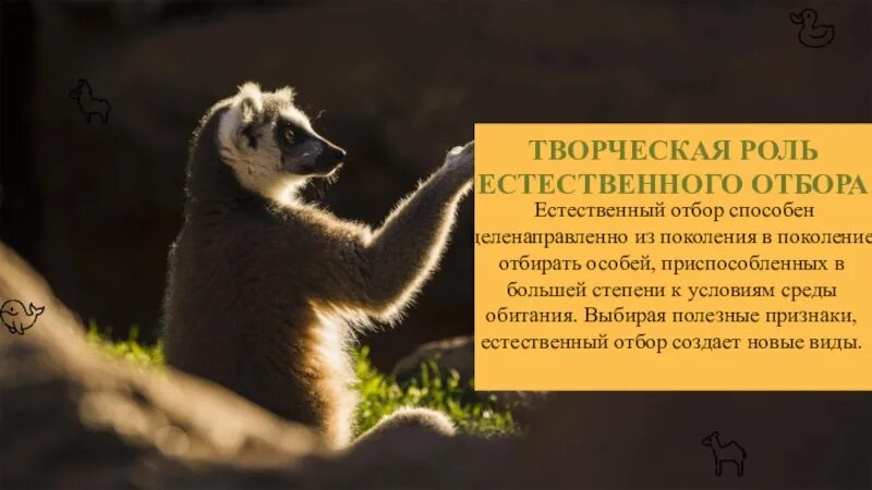 В чем проявляется роль естественного отбора. Творческая роль естественного отбора. творческая роль естественного отбора в эволюции. естественный отбор и его творческая роль в эволюции. творческая роль естественного отбора примеры.