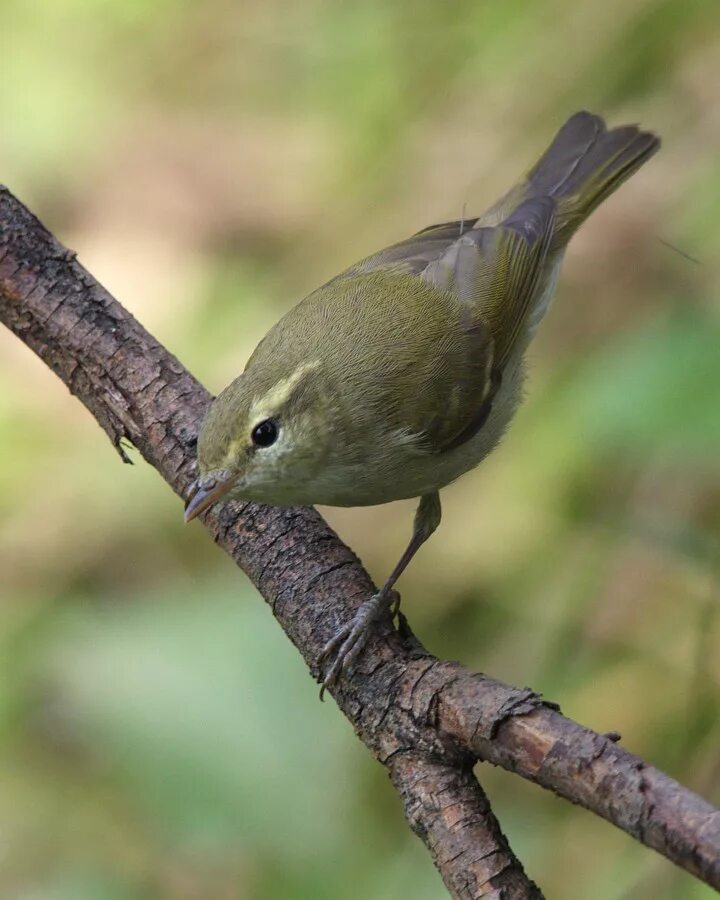 Зяблик горихвостка. Птица зеленая коричневая. Отряд воробьиных желтогрудка. Кустарниковый новозеландский крапивник. Маленькая зеленая птичка с длинным клювом.