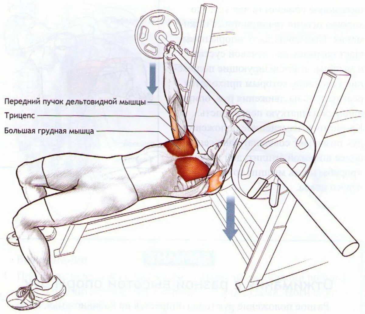 Жим штанги лежа техника мышцы. Жим штанги лежа широким хватом техника выполнения. Жим лежа анатомия. Анатомия упражнений жим штанги лежа. Упражнения для жима лежа